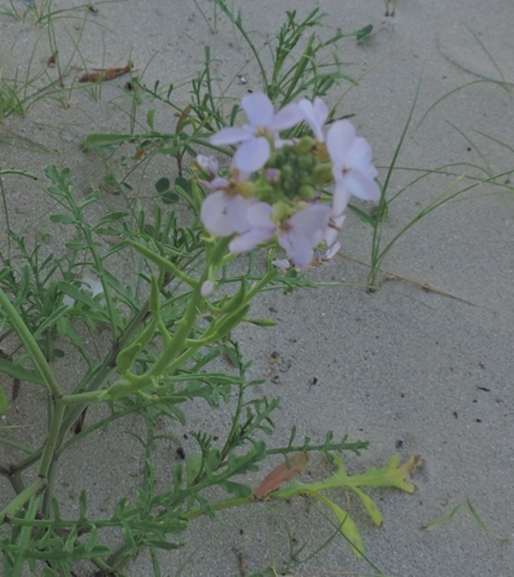 Sulla sabbia: Cakile maritima (Brassicaceae)