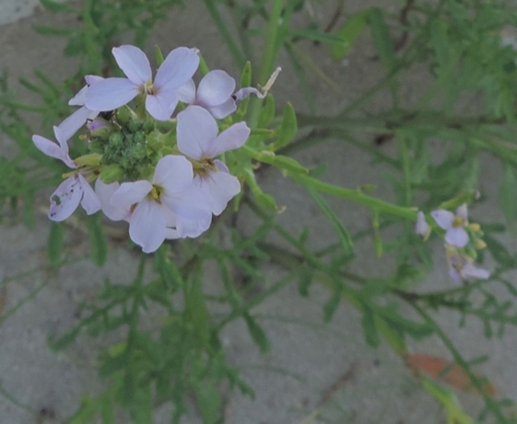 Sulla sabbia: Cakile maritima (Brassicaceae)