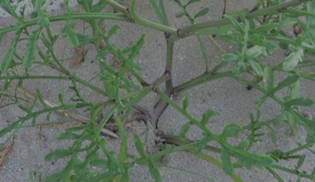 Sulla sabbia: Cakile maritima (Brassicaceae)