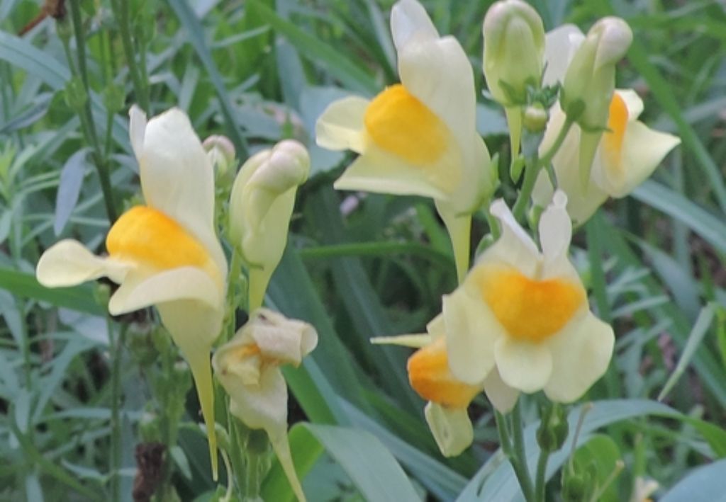 Fiori gialli-arancio: Linaria vulgaris (Plantaginaceae)