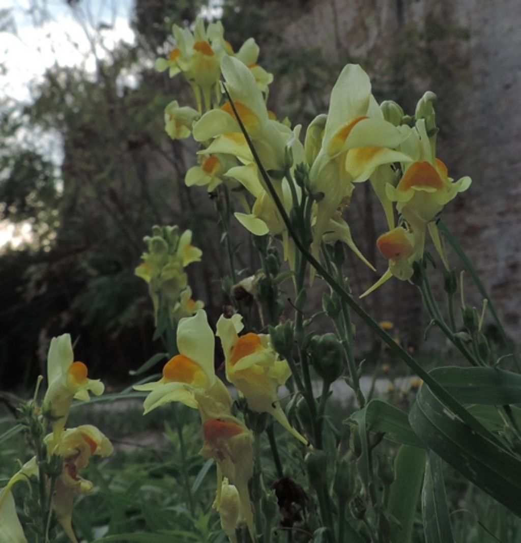 Fiori gialli-arancio: Linaria vulgaris (Plantaginaceae)