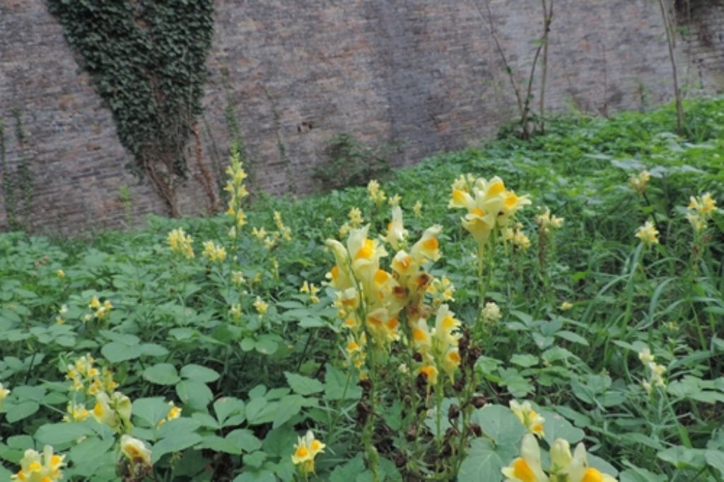 Fiori gialli-arancio: Linaria vulgaris (Plantaginaceae)