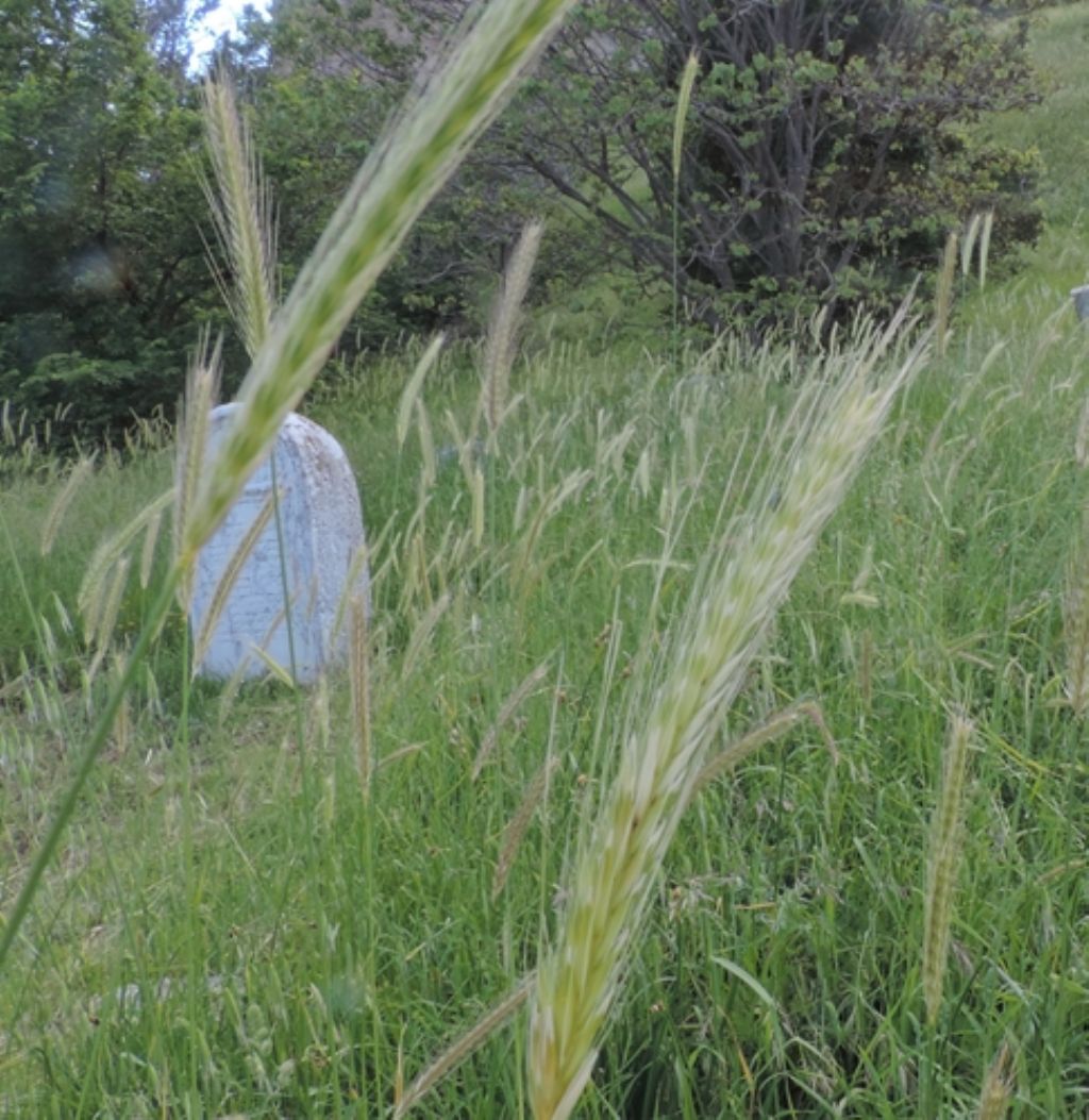 Campo di spighe:  Hordeum bulbosum (Poaceae)