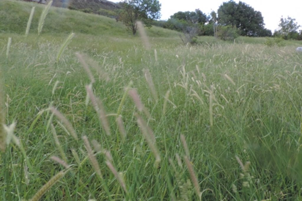 Campo di spighe:  Hordeum bulbosum (Poaceae)