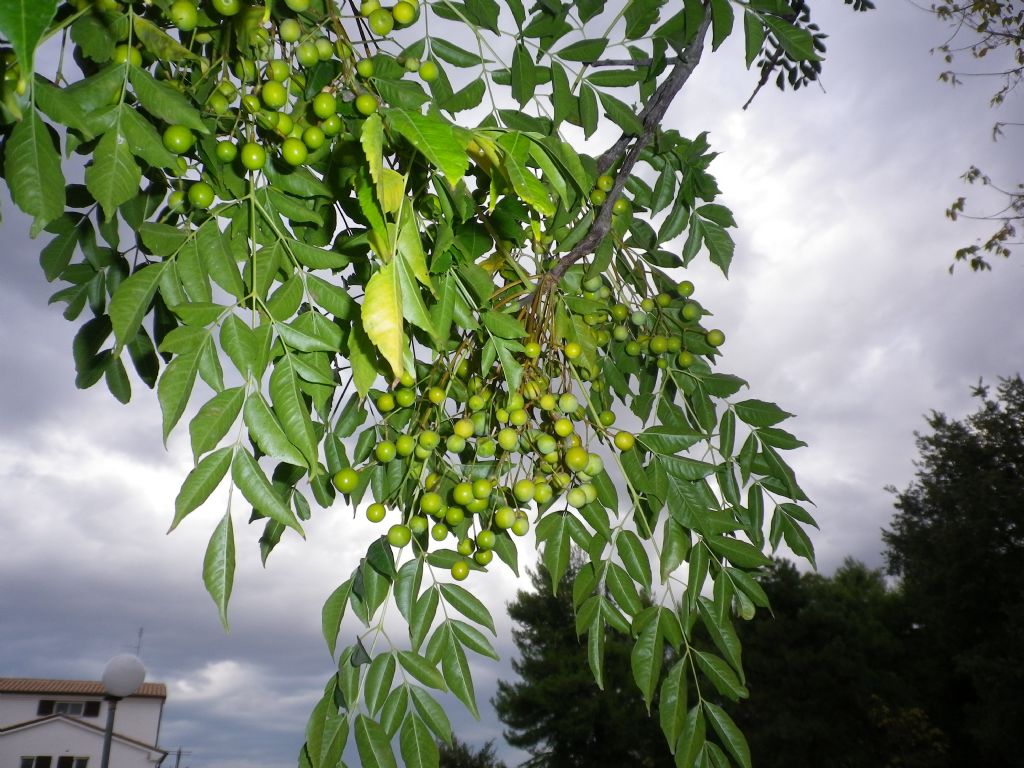 Bagolaro ? No, Melia azedarach / Albero da rosari , Natura nel Mondo
