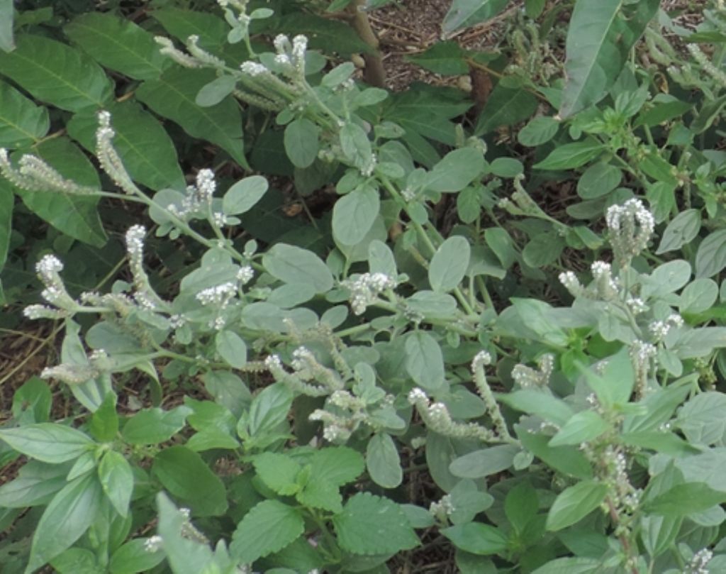 Heliotropium europaeum (Boraginaceae)