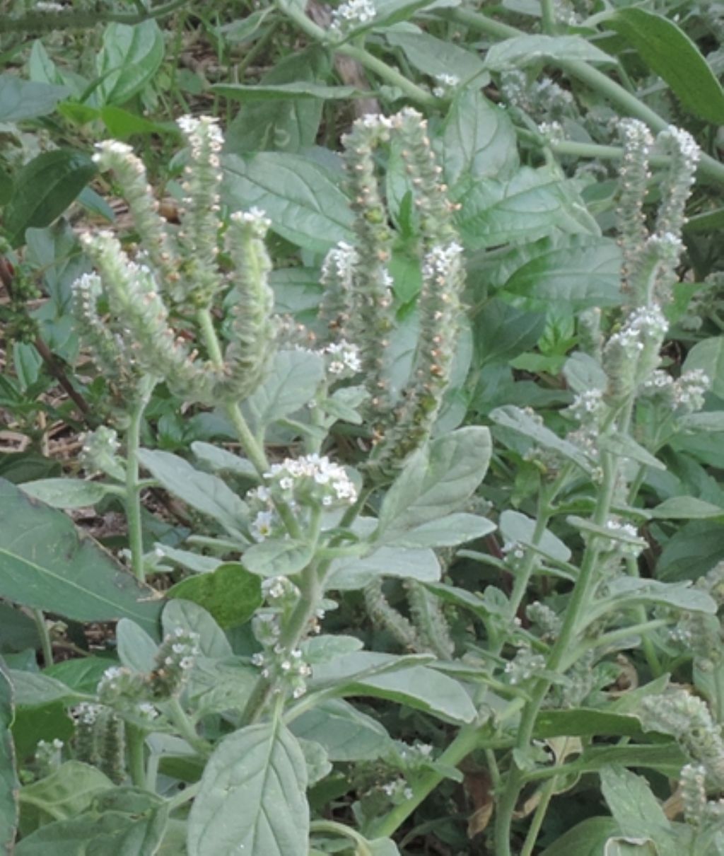 Heliotropium europaeum (Boraginaceae)