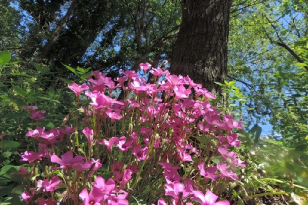 Oxalis articulata