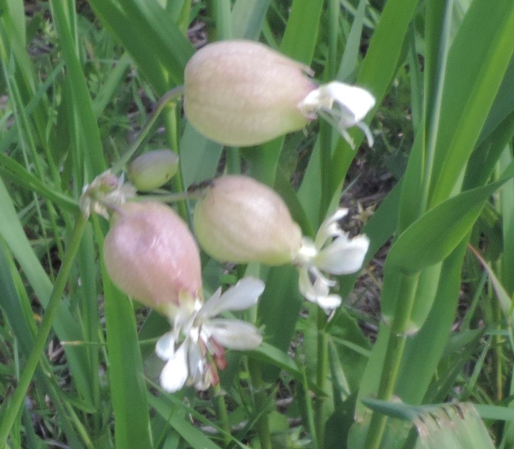 Silene vulgaris (Caryophyllaceae)