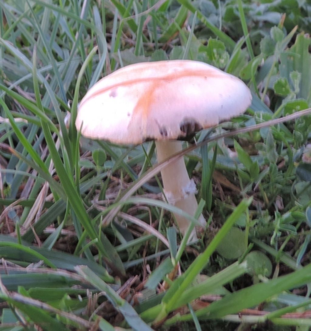 Funghi del Cardeto