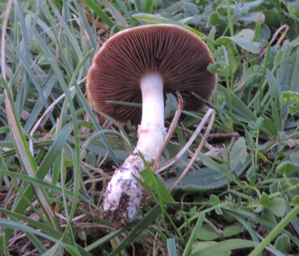 Funghi del Cardeto