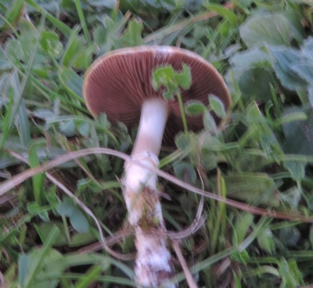 Funghi del Cardeto