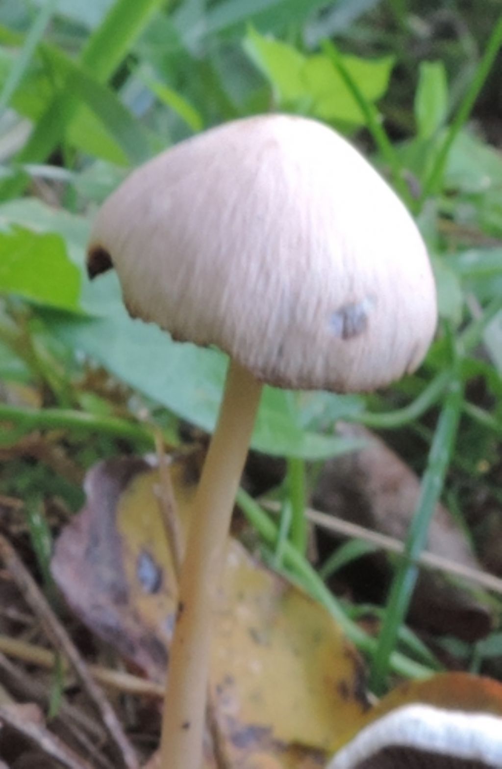 Piccolo fungo