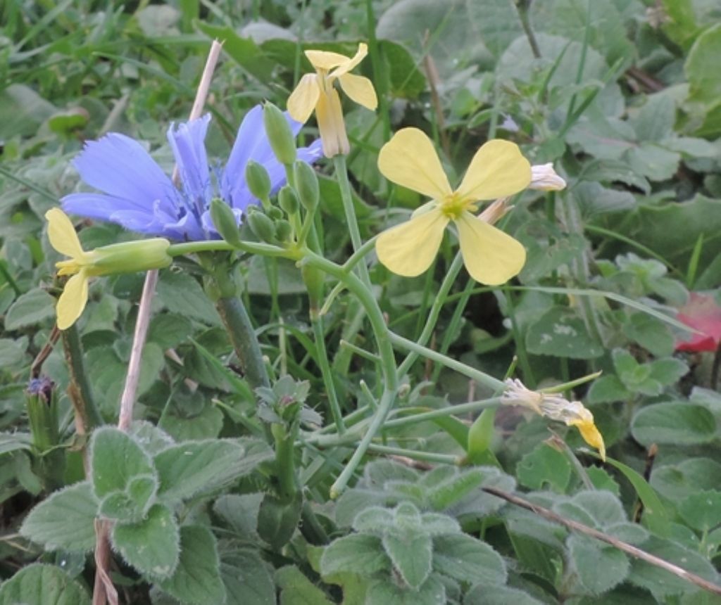 Diplotaxis tenuifolia (Brassicaceae)