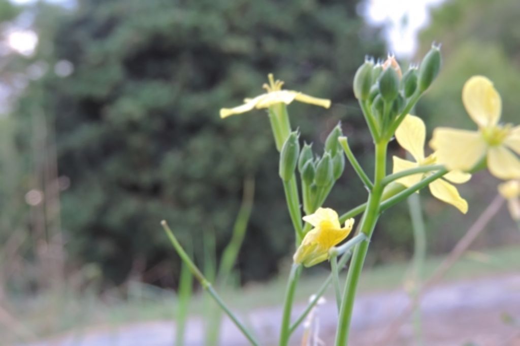 Diplotaxis tenuifolia (Brassicaceae)