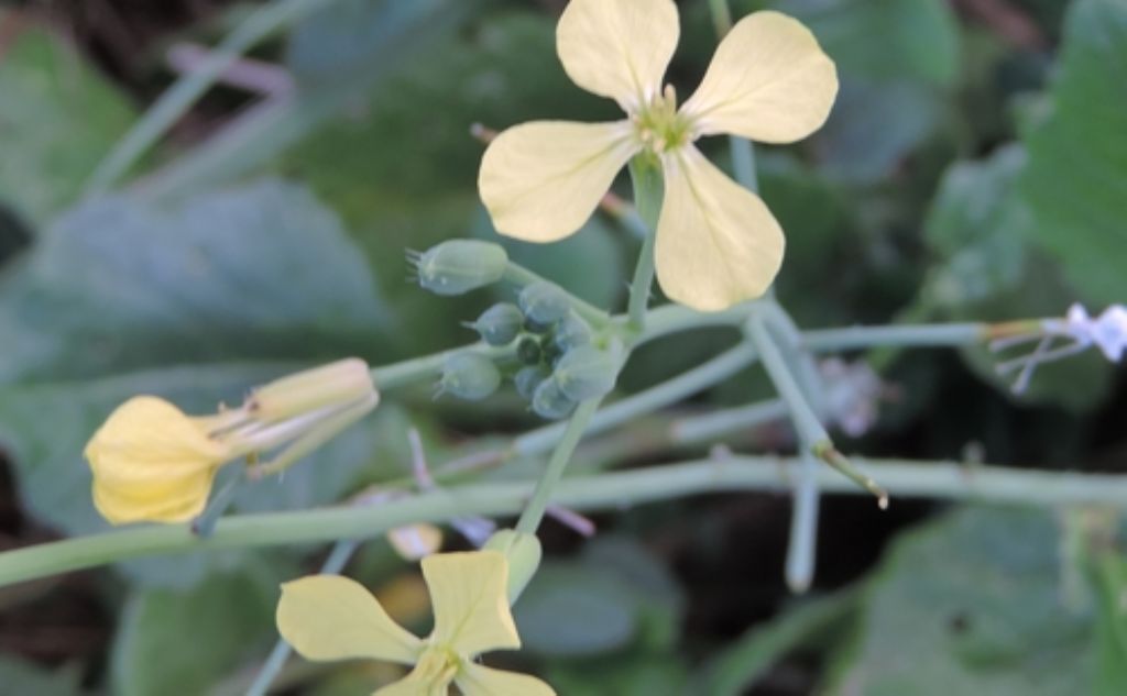 Diplotaxis tenuifolia (Brassicaceae)