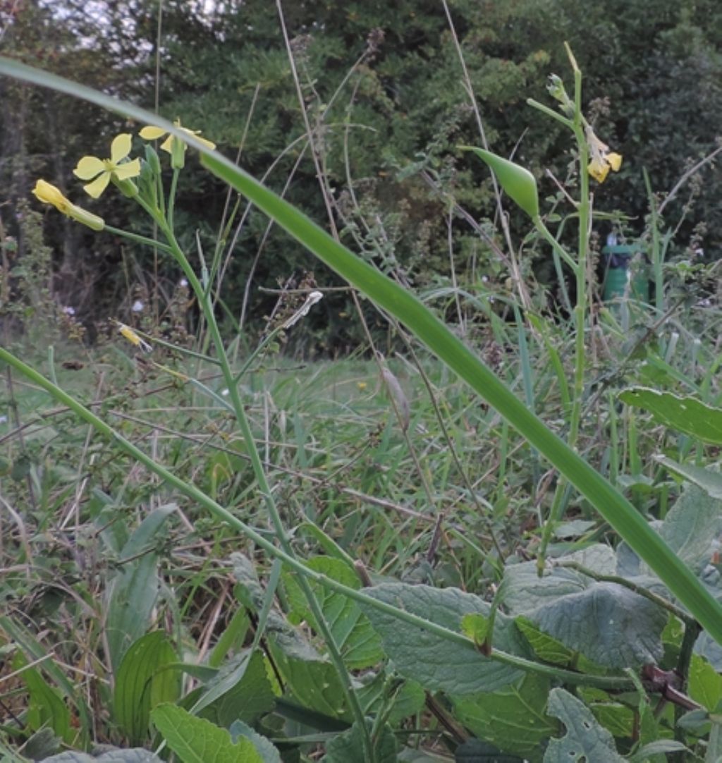 Diplotaxis tenuifolia (Brassicaceae)