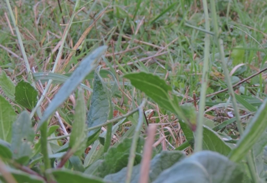 Diplotaxis tenuifolia (Brassicaceae)