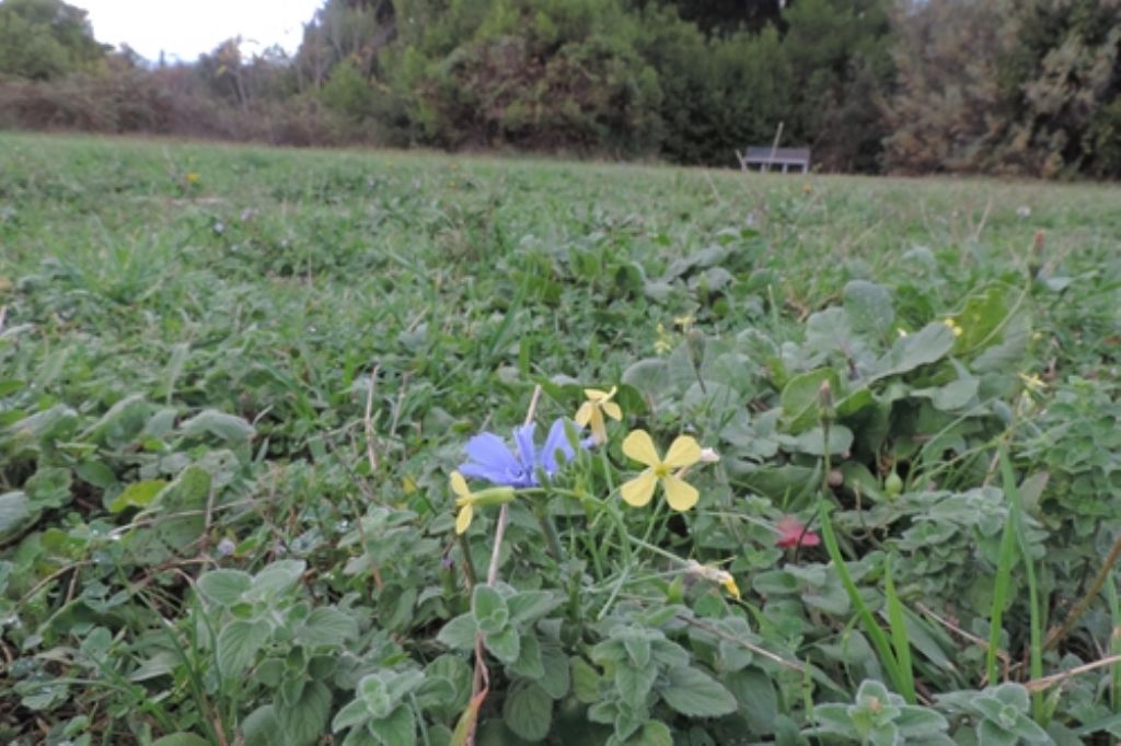 Diplotaxis tenuifolia (Brassicaceae)