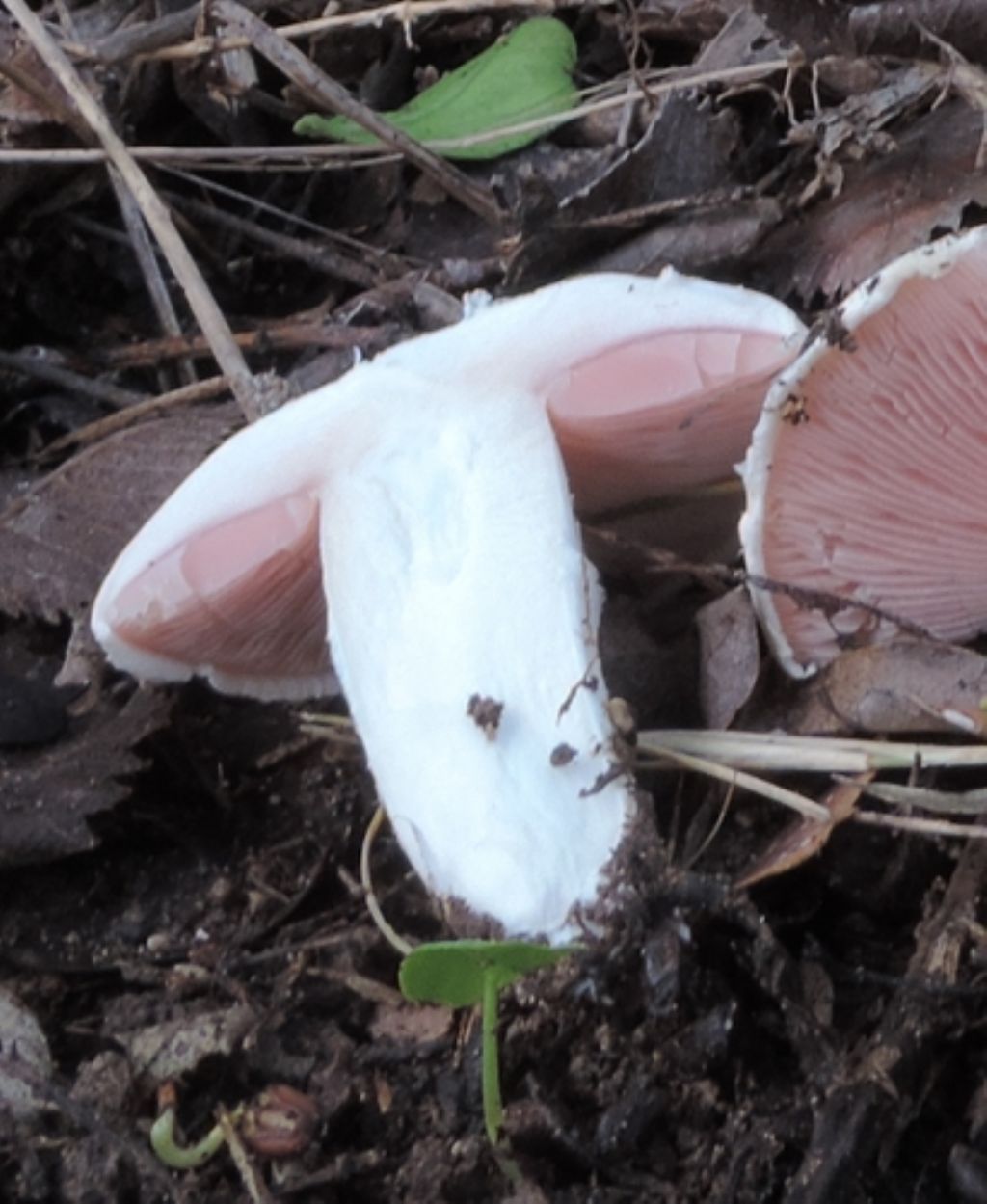 Agarico solitario