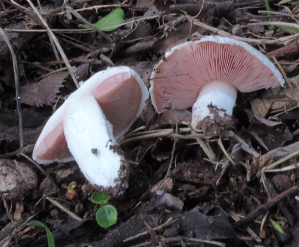 Agarico solitario