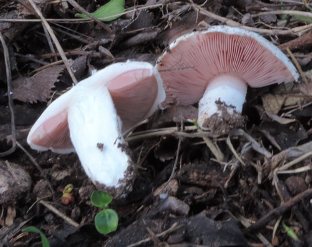 Agarico solitario