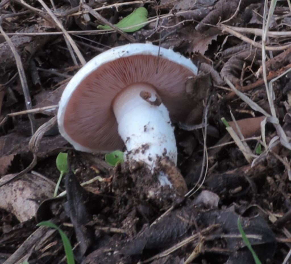 Agarico solitario