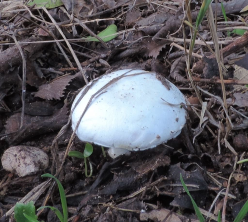 Agarico solitario