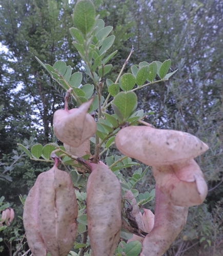 Bacelli gonfi: Colutea arborescens