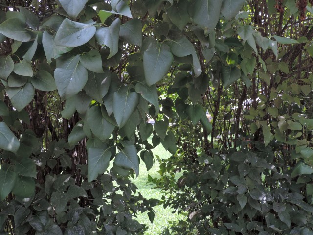 Syringa vulgaris (Lamiales - Oleaceae)