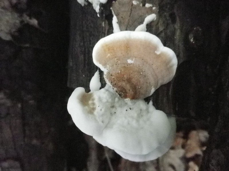 Gloeoporus ?