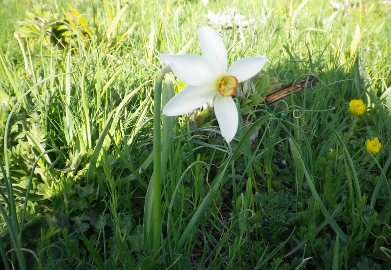 Narcissus poeticus