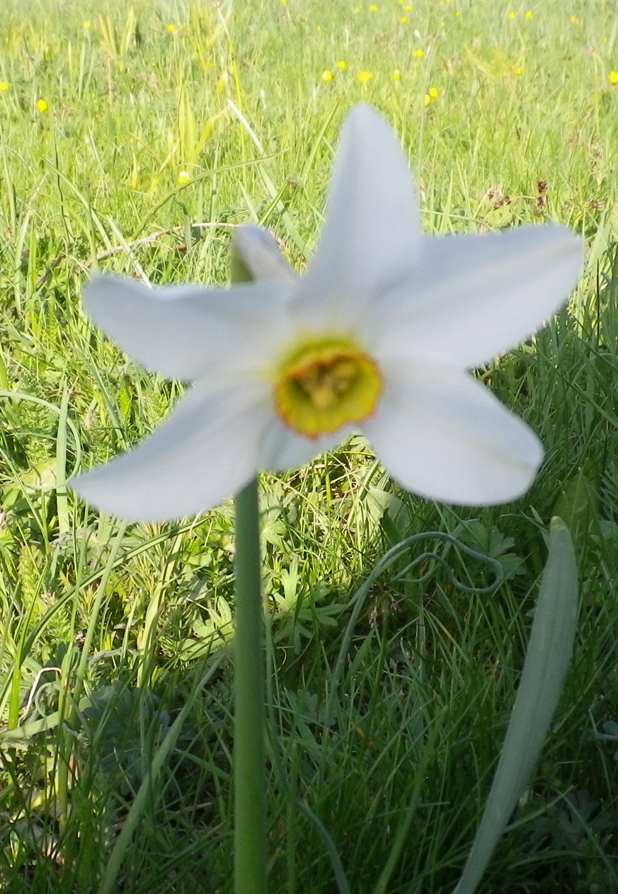 Narcissus poeticus
