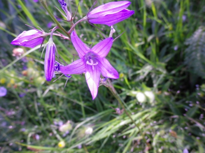 E'' trionfante - Campanula sp.