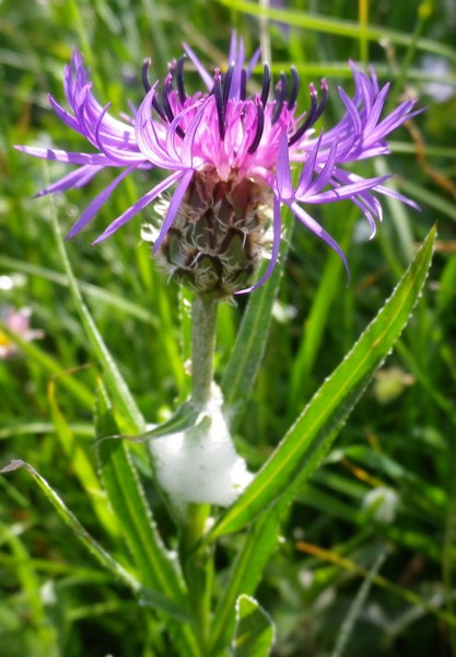 Cyanus triumfetti