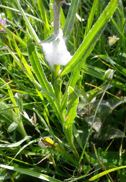 Cyanus triumfetti