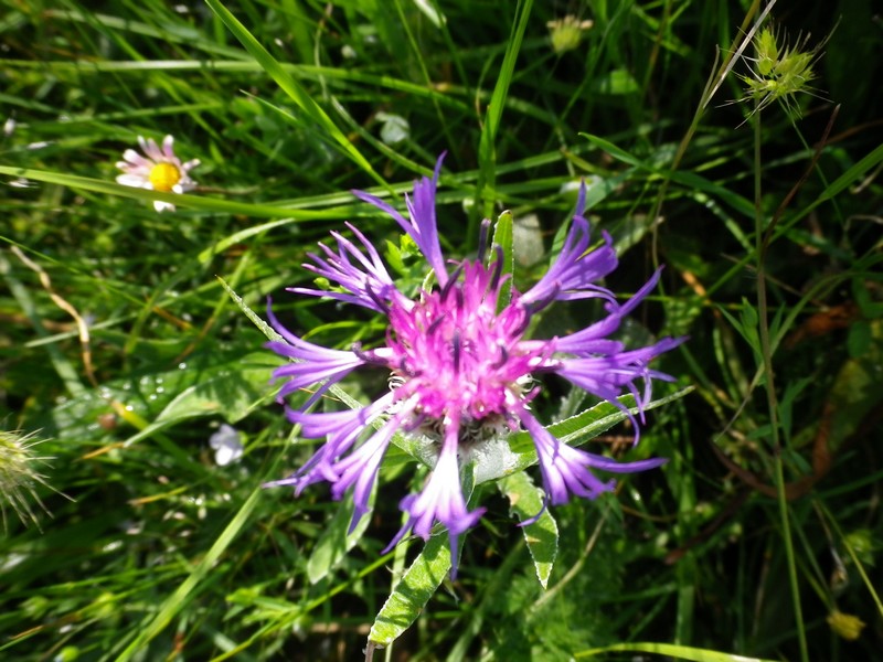 Cyanus triumfetti