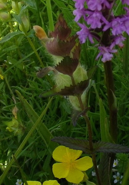 Curiosit� - Rhinanthus sp.