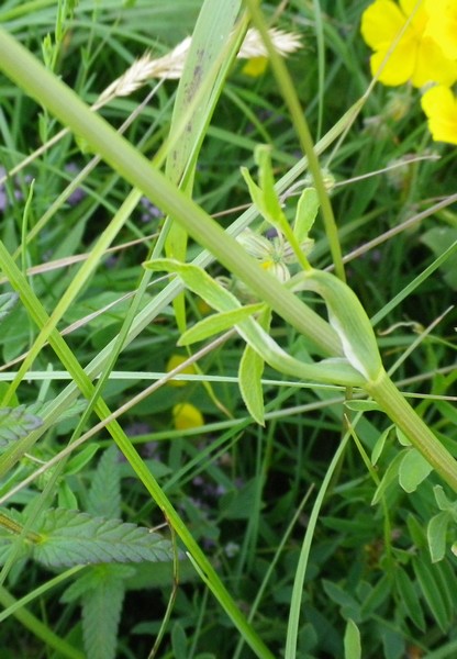 Ombrellifera...forse