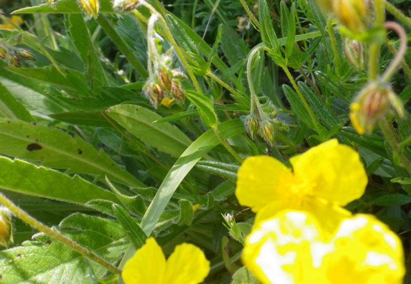 ancora fiori gialli - Helianthemum sp.