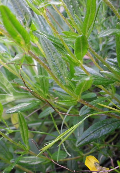 ancora fiori gialli - Helianthemum sp.