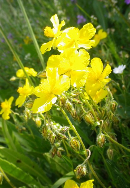 ancora fiori gialli - Helianthemum sp.