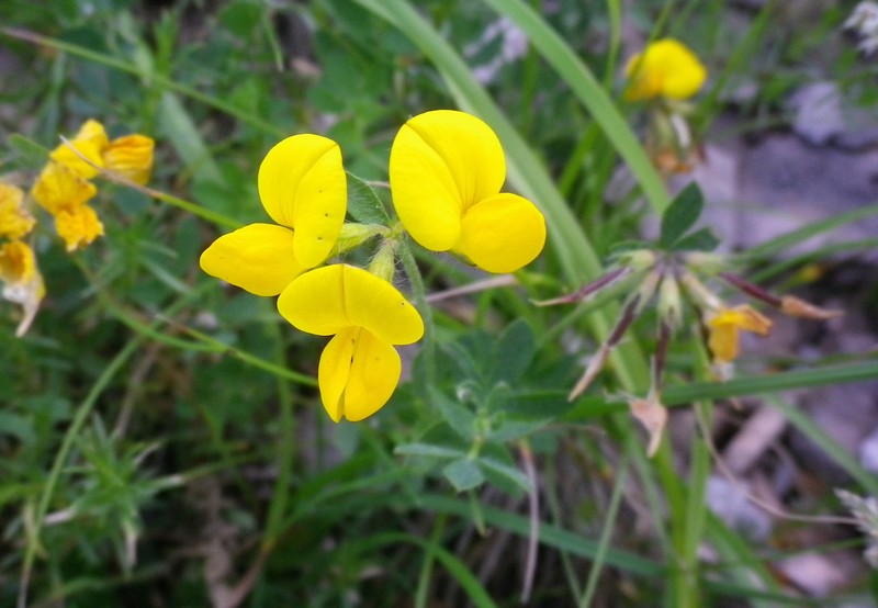 ancora da identificare -  Lotus sp.