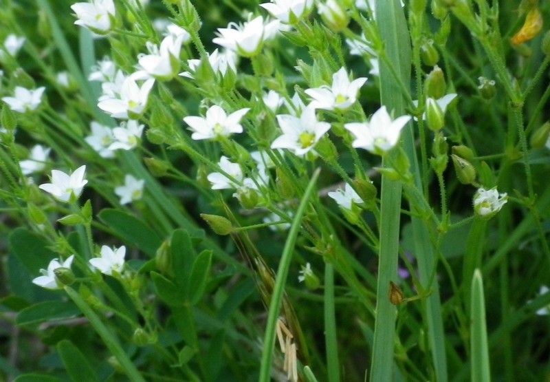 Piccolissimo a mazzi - Caryophyllacea