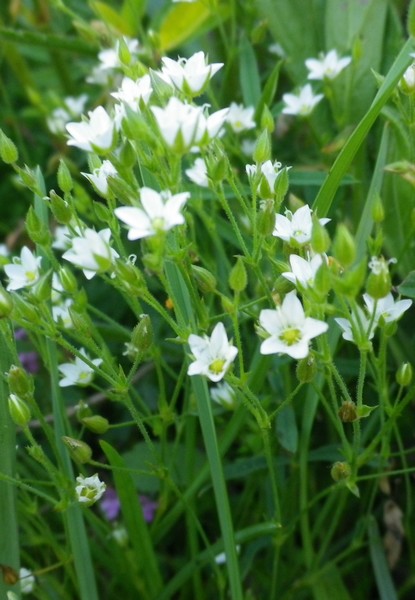 Piccolissimo a mazzi - Caryophyllacea