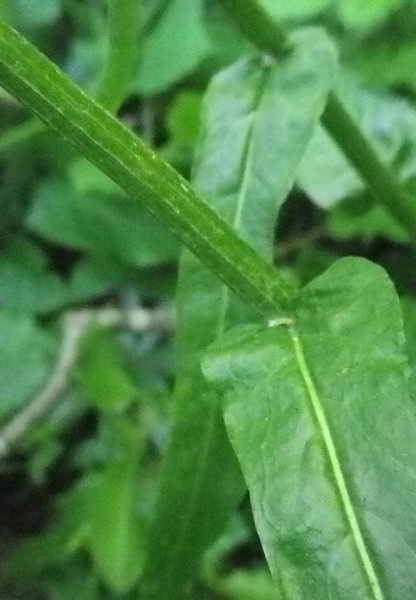Giallo e grande - Senecio sp.