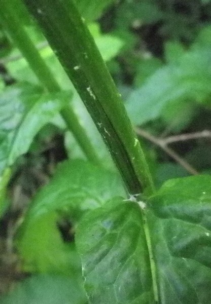 Giallo e grande - Senecio sp.