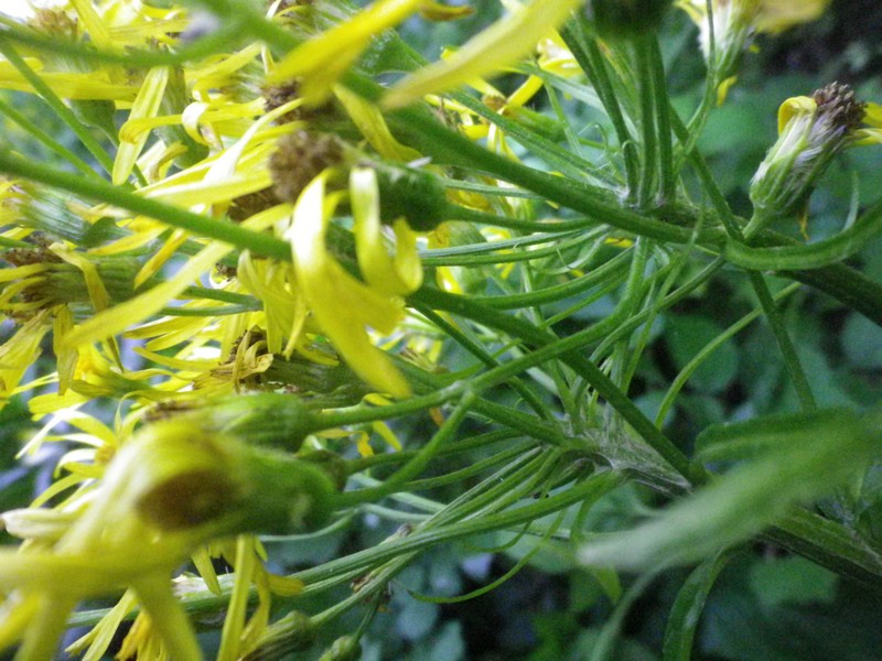 Giallo e grande - Senecio sp.