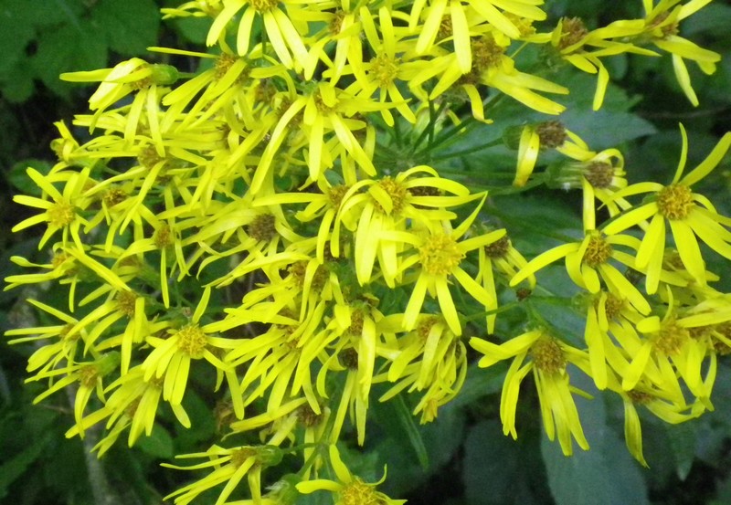 Giallo e grande - Senecio sp.