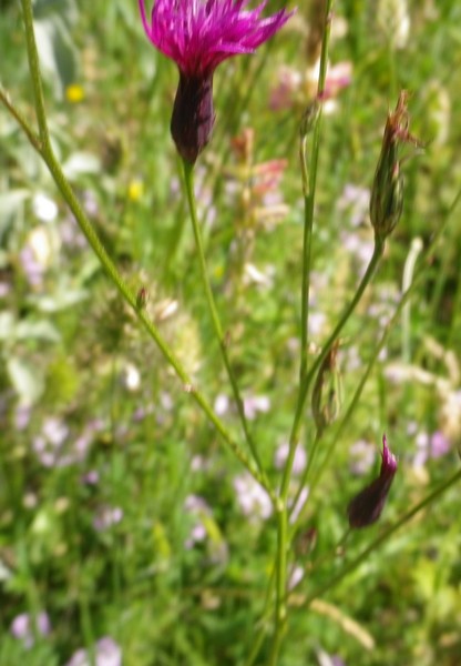 brutte immagini - Crupina sp